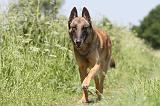 MALINOIS 772